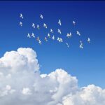 دانلود آهنگ جدید خون ارغوانها از فریبرز سلیمی